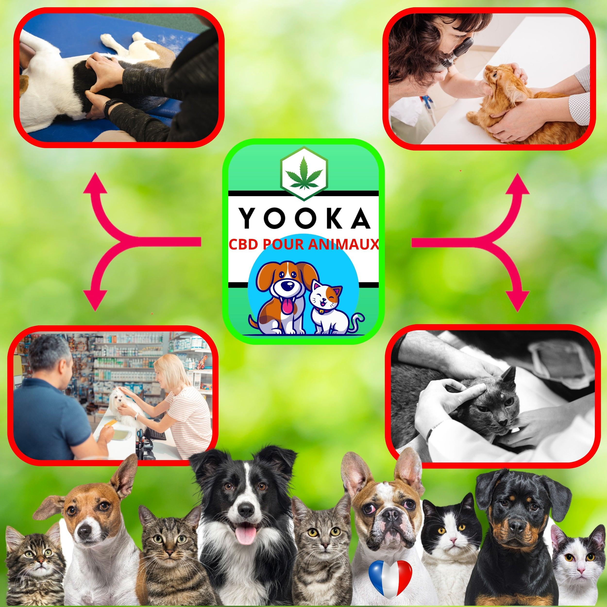 CBD ANIMAUX 1KG A 7KG HUILE CBD GOUT BACON FULL SPECTRUM - Yooka CBD