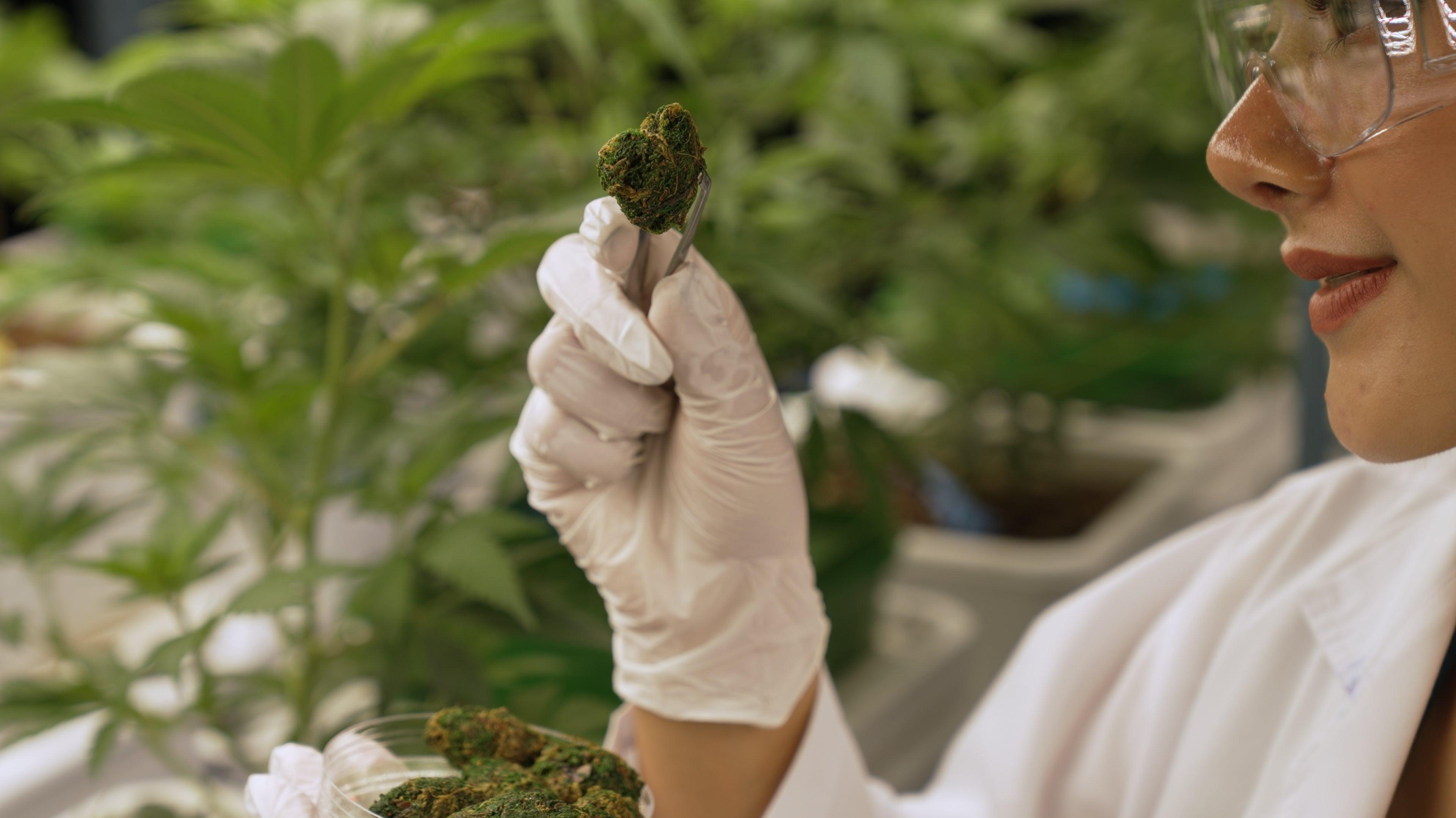 HUILE de CBD BIO 10% PREMIUM - Yooka CBD