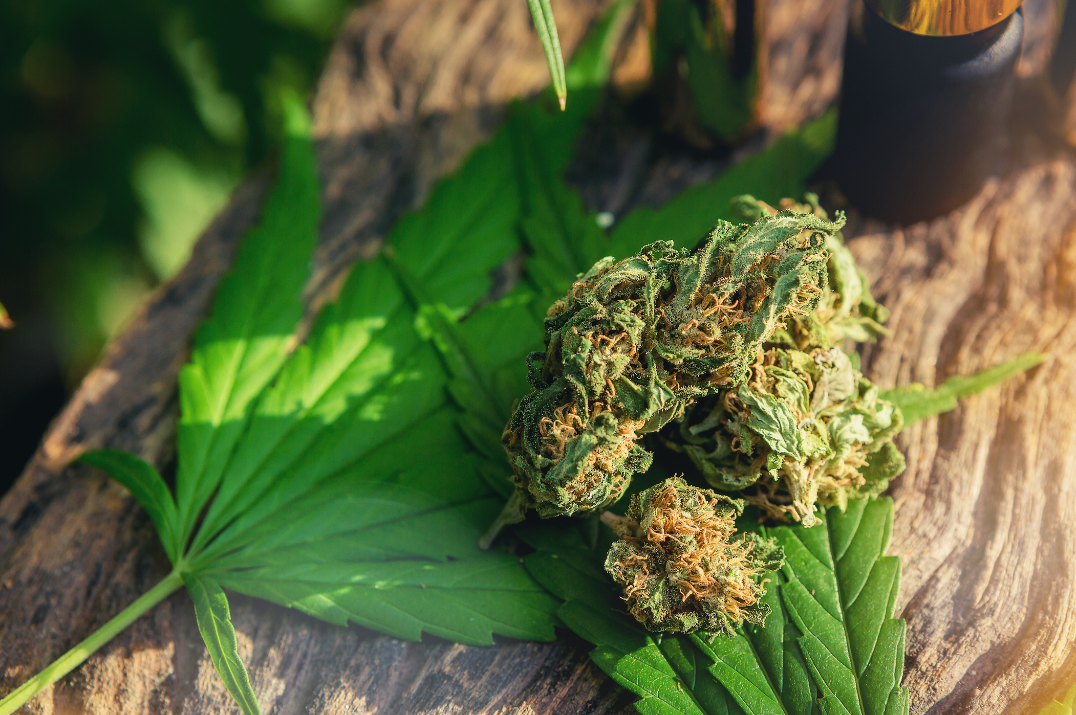 Fleur de CBD sur une feuille de CBD