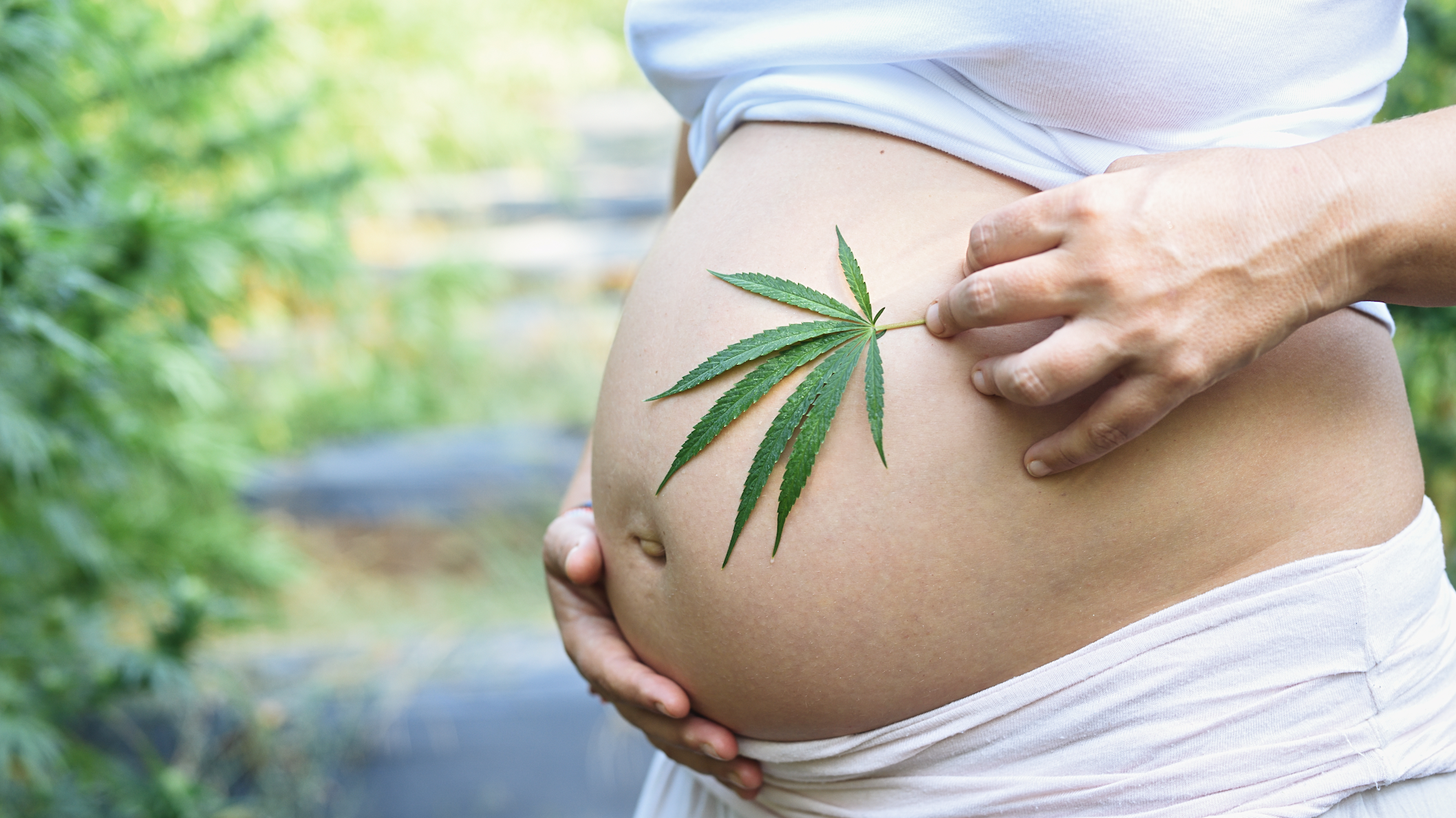 femme enceinte avec feuille de cannabis posée sur le ventre