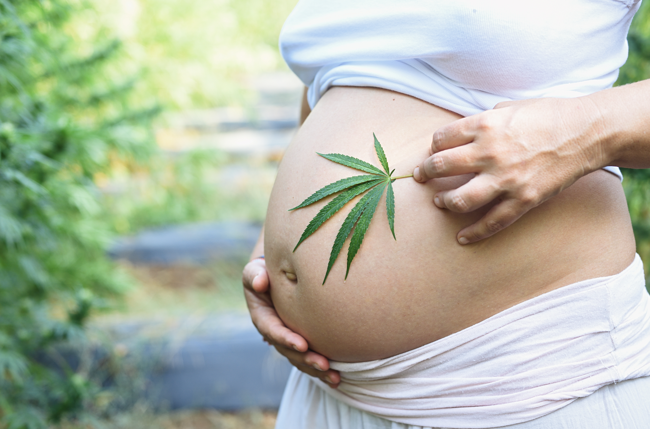 femme enceinte avec feuille de cannabis posée sur le ventre