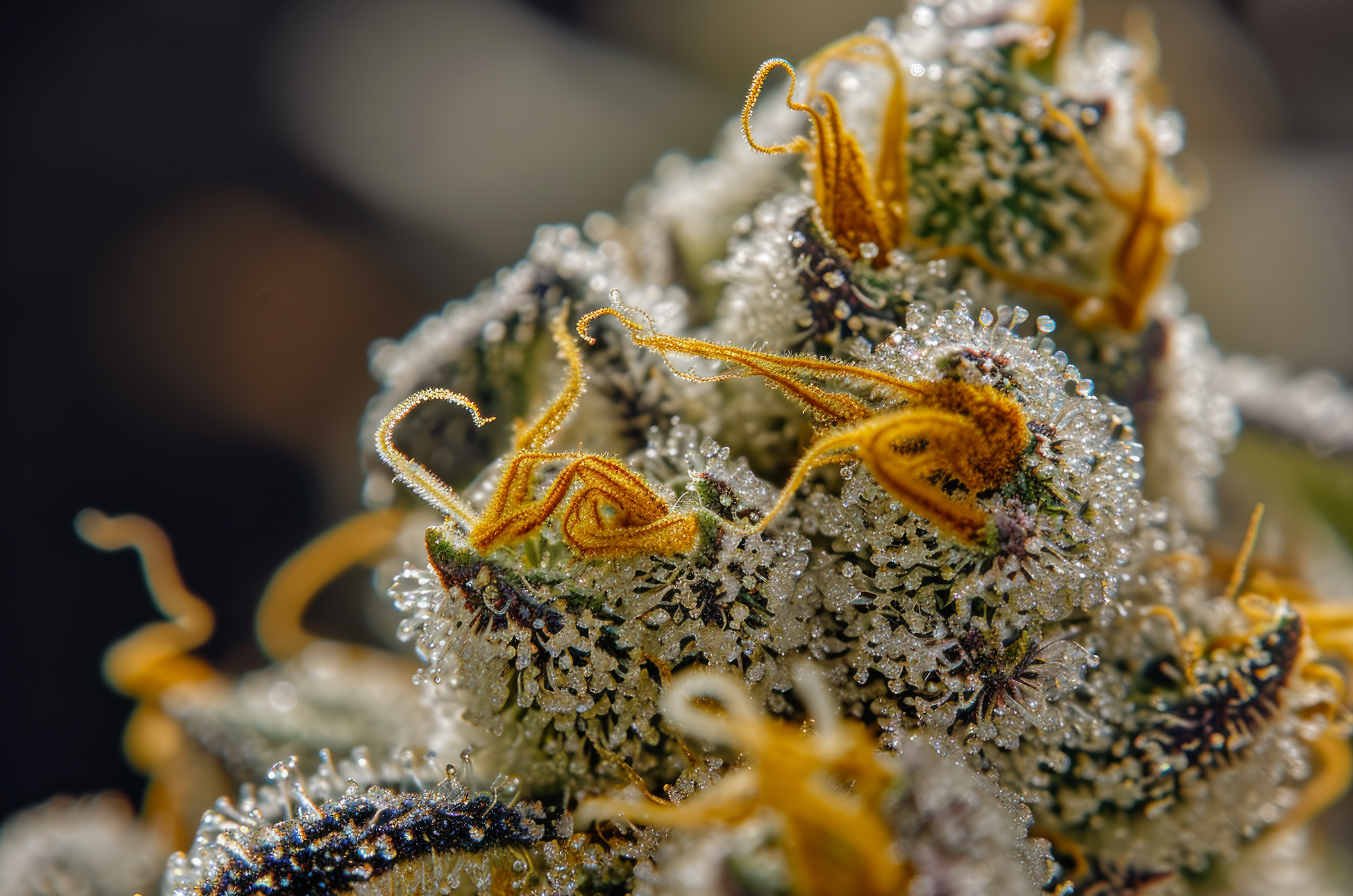 fleur de cbd pour huile bio 