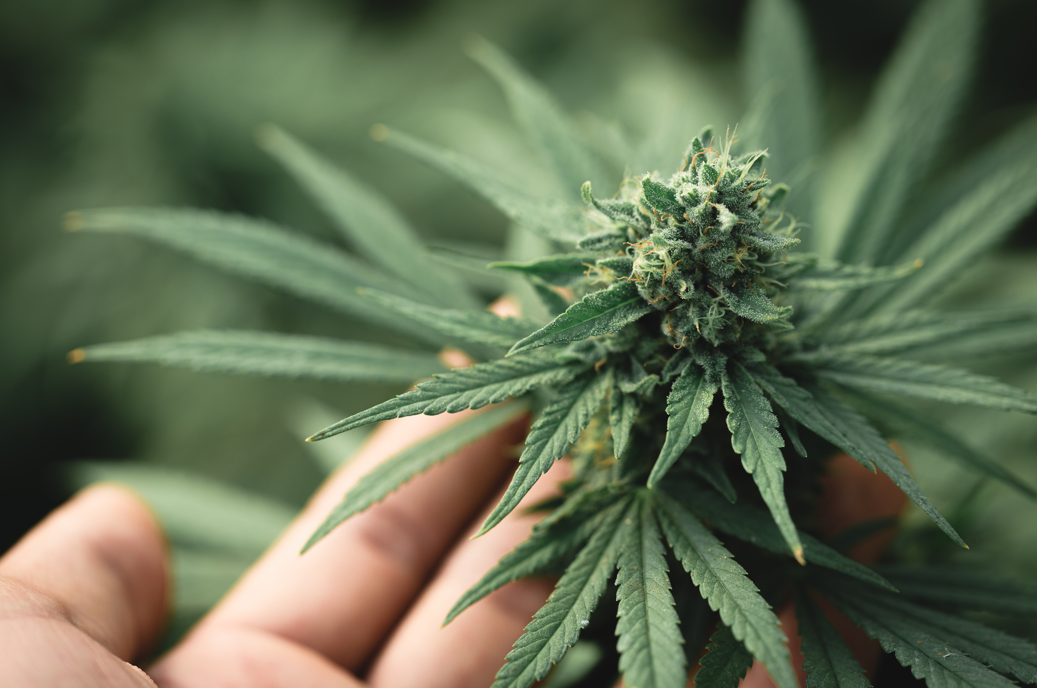 Gelato CBD HPE 10-OH-HHC : L'Alliance Parfaite entre Saveur et Puissance chez yookacbd