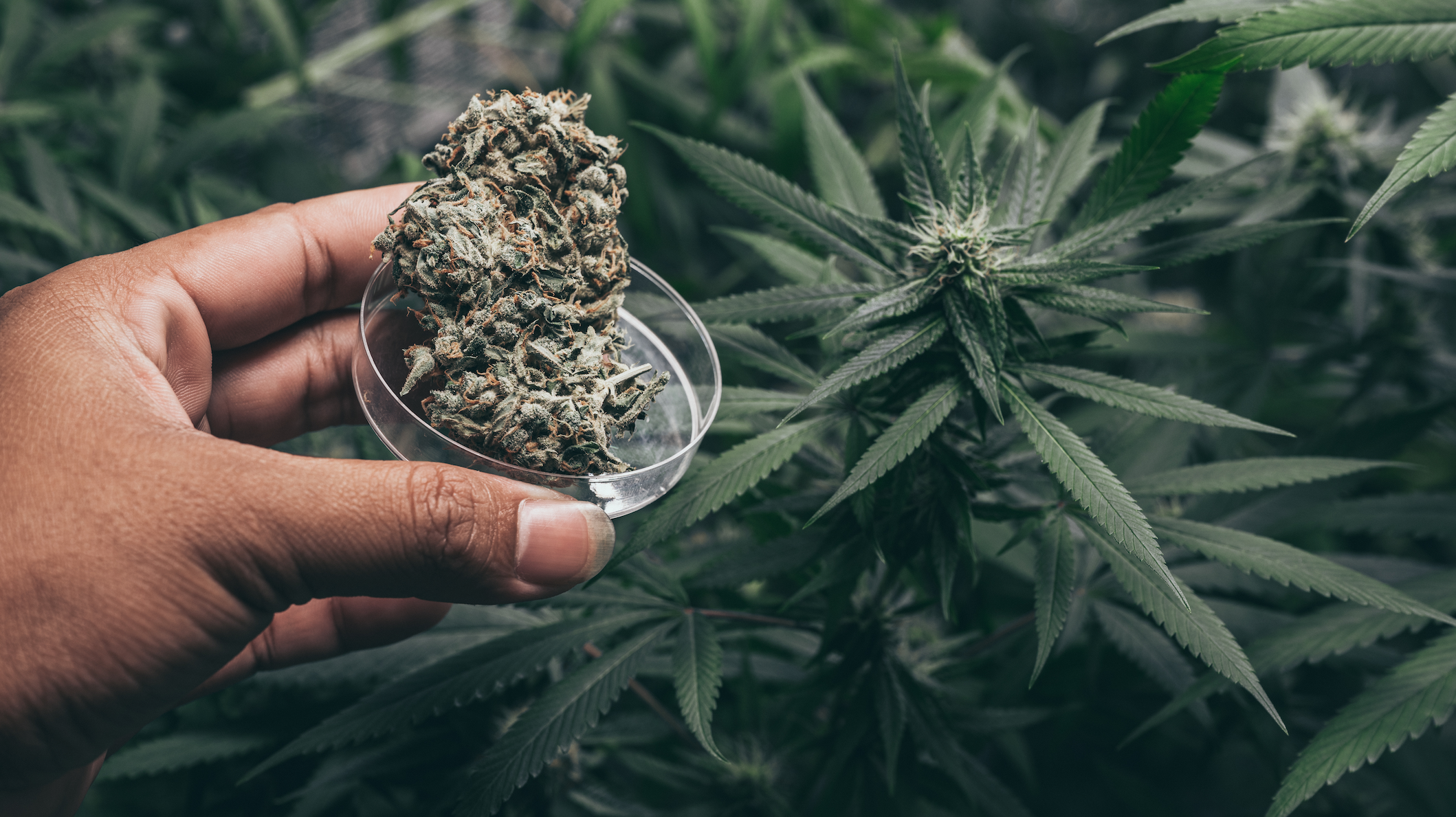 Une main qui tient une fleur de CBD devant une plante de cannabis/chanvre