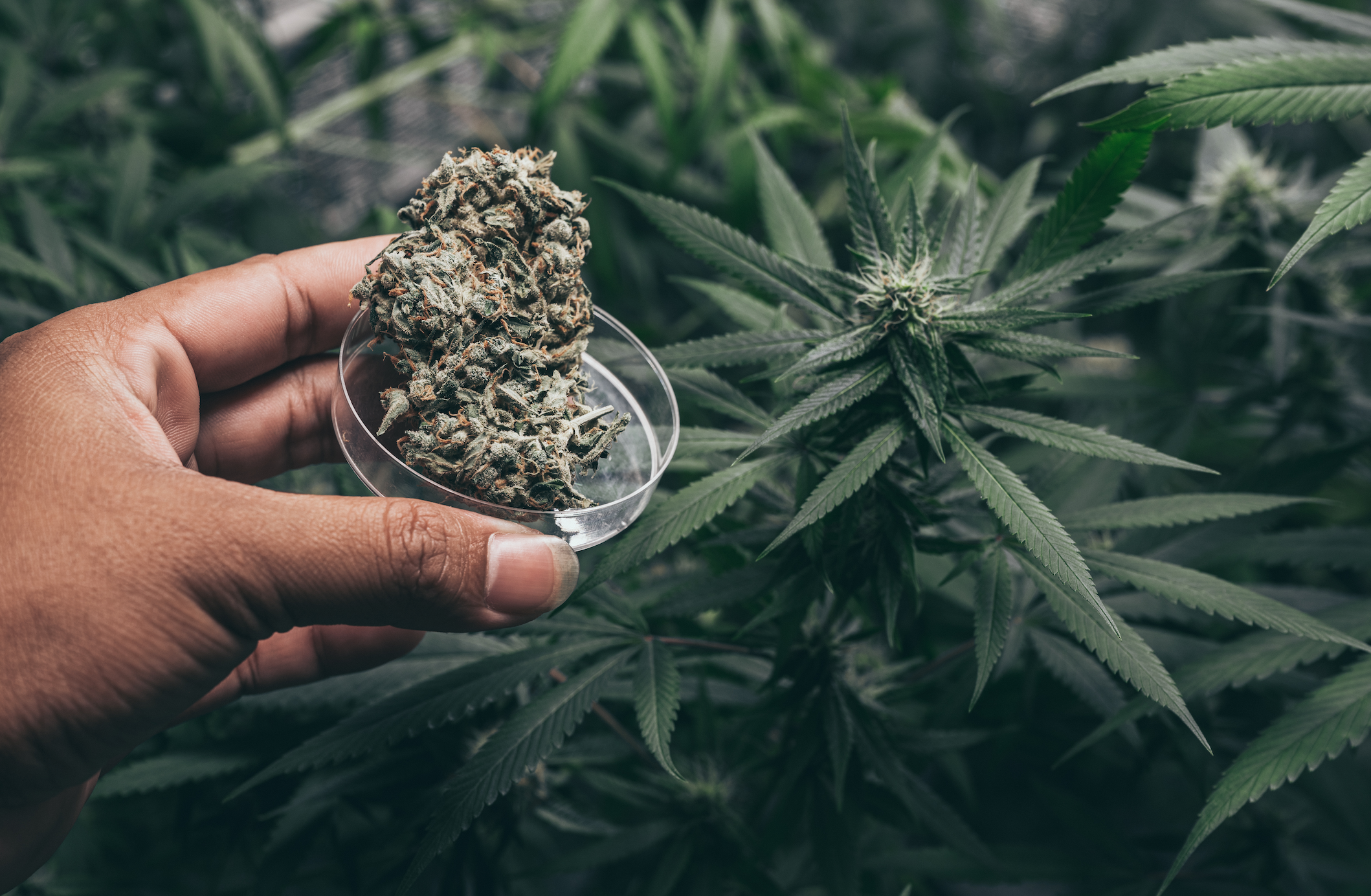 Une main qui tient une fleur de CBD devant une plante de cannabis/chanvre