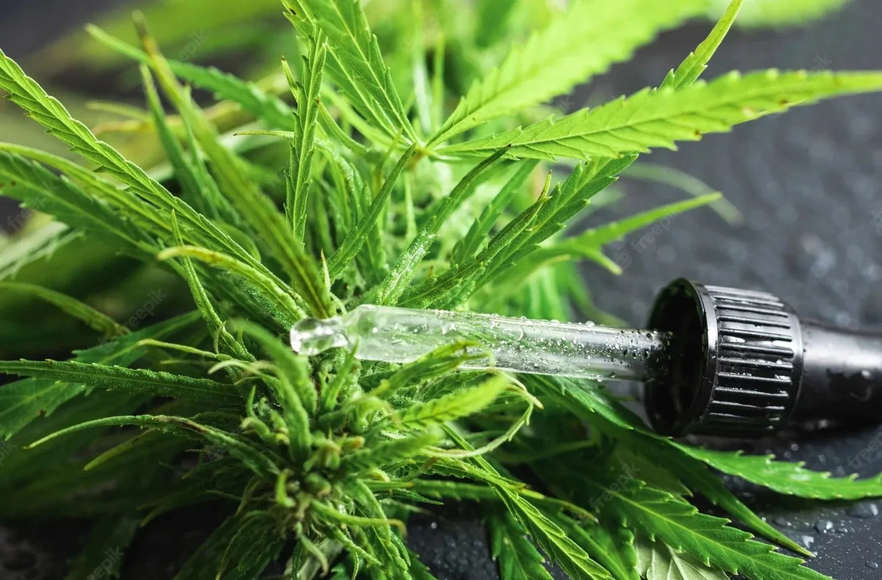 HUILE de CBD BIO 10% PREMIUM - Yooka CBD