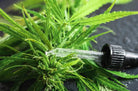 HUILE de CBD BIO 10% PREMIUM - Yooka CBD