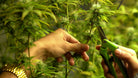 HUILE de CBD BIO 30% PREMIUM - Yooka CBD